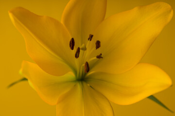 lily beautiful blossoming flower on yellow background