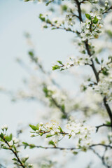 Pure natural ingredients for cosmetics. Springtime is the flowering of nature. Copy space. A beautiful flower blooms after winter.