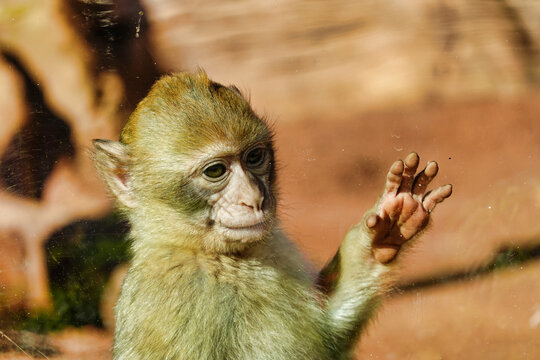 Closeup shot of a crab-eating macaque monke
