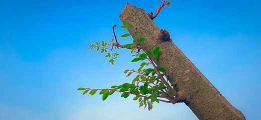 A small tree under the open sky