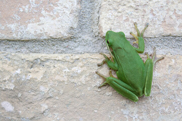 Tree frog on a wall