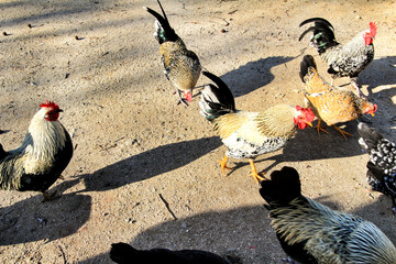 Roosters grazing outdoors in a garden