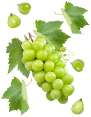 Japanese Shine Muscat Grape with leaves isolated on white background, Sweet Green grape isolated on...