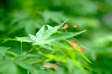 春を迎えたモミジの花