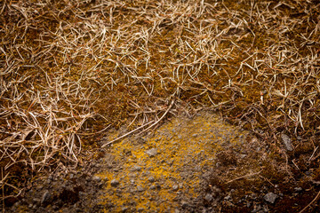 Moss on the stone. Geological natural background. Old stone, top view