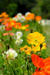 カラフルで可愛いポピーの花