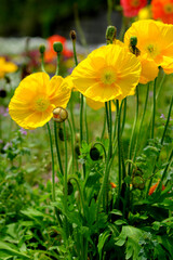 可愛いポピーの黄色い花