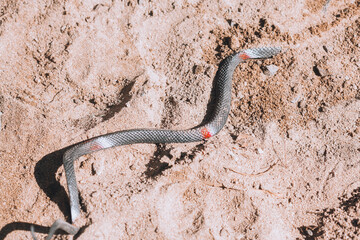 Black snake in the sand. Toy snake