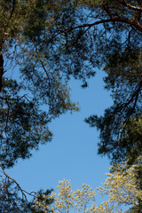 trees and sky