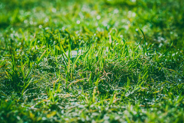 Green grass. Bright background with fresh green grass close-up. Young lawn.