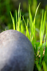 丸い石と伸びる雑草の生命力