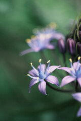 Fototapeta premium シラーベルビアナの花のアップ「ネガ調」