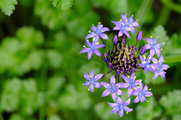 上から見たシラーベルビアナ