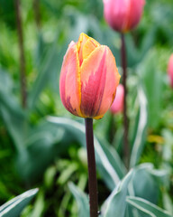 Single refined bloom with  of a pink and yellow tulip flower