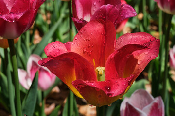 Single large bloom with water drops of a wide open large cup like red tulip flower