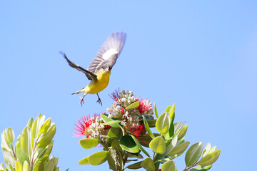 Hooded Oriole
