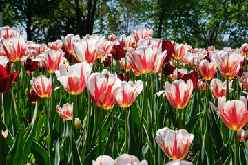 Garden display of Red and white striped cup like tulips in bloom in Canada 150