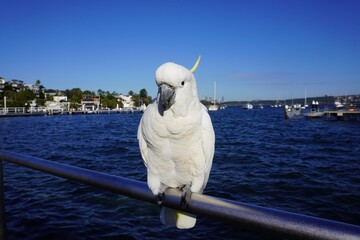 Close Up of a Sulphur-Crested Cockatoo perched on a Rail with a Distant View of Sydney's Skyline