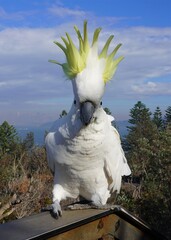 Close Up Portrait of an Urban Cockatoo with its Yellow Crest standing up on a Windy Day