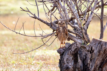 Burrowing owl posing on the dry trunk looking forward very serious