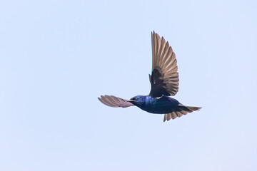 Iridescent Purple Martin Swallow in Graceful Flight