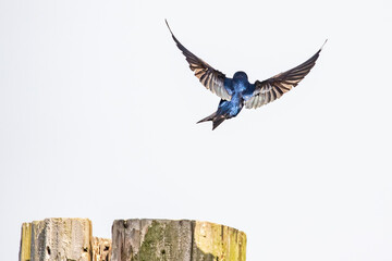 Obraz premium Iridescent Purple Martin Swallow in Graceful Flight