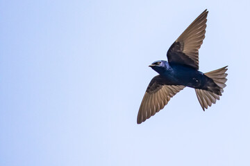 Iridescent Purple Martin Swallow in Graceful Flight - Powered by Adobe
