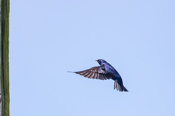 Iridescent Purple Martin Swallow in Graceful Flight