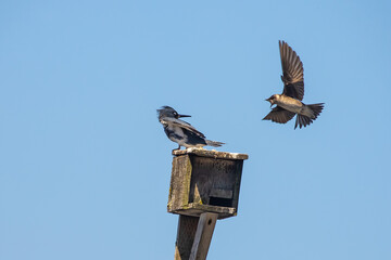 Female Purple Martin Angrily Attempts to Drive Off Interloping Belted Kingfisher