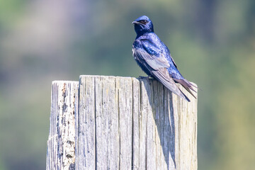 Iridescent Purple Martin Perched Near the Nest Box