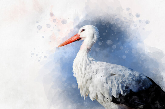 Watercolor painting of a white Stork. Bird illustration