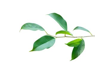 Green leaves branch isolated on white background with clipping path.