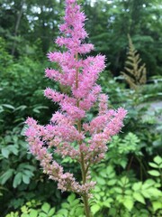 Chinese astilbe 