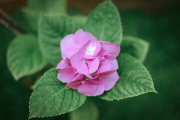 Pink hydrangea flower
