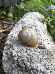 snail