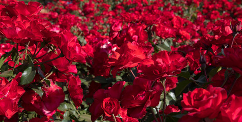 Landscaping and garden design. Blossoming roses flower bed in the park. View of Rosa La Sevillana flowers of red petals spring blooming in the garden.