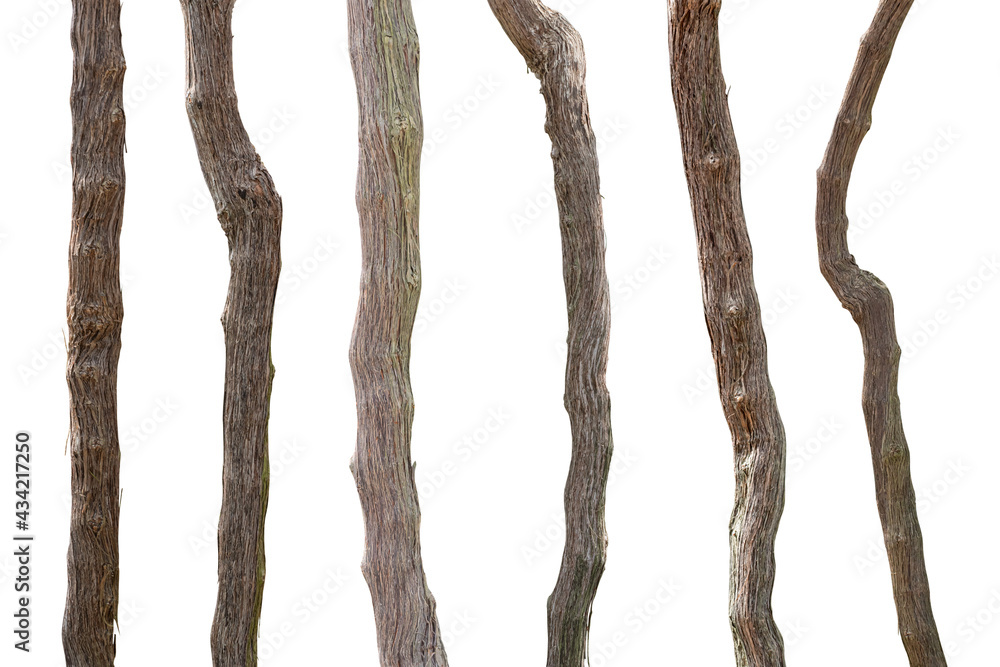 Wall mural collection of branches grapevine isolated on white background with clipping path.