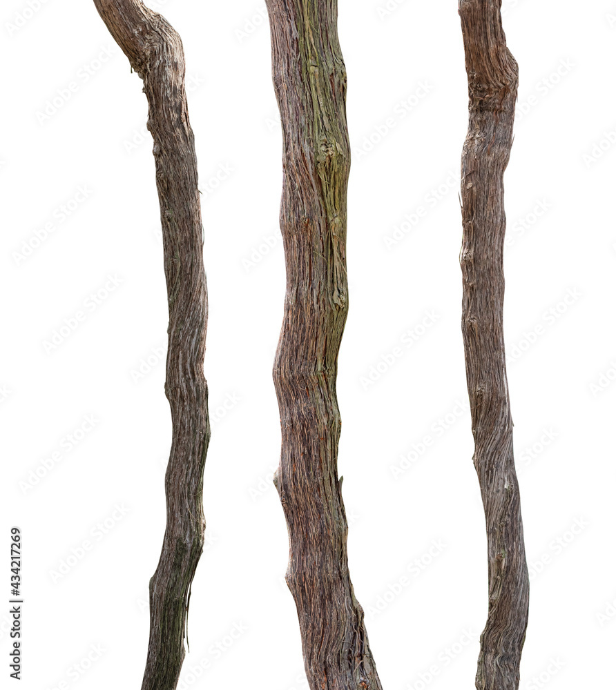 Wall mural branches of grape vine isolated on white background with clipping path.