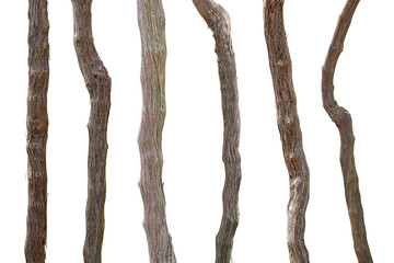 Collection of branches grapevine isolated on white background with clipping path.