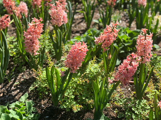 flowers in the garden 
