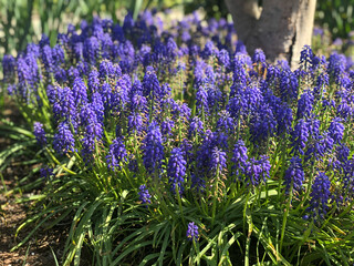 lavender flowers in the garden 