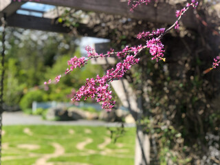 pink flowers in the garden