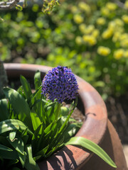 flowers in the garden
