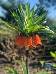 Imperial crown flower 