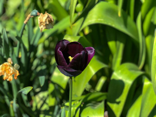 Dark purple flower 