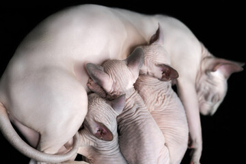Canadian Sphynx cat lies and breastfeeds three hairless kittens.
