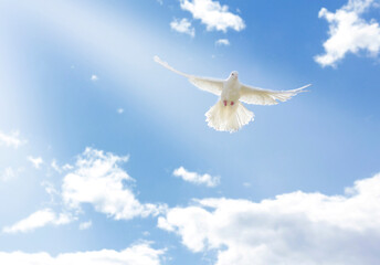 The wing of a white dove glows in the sun. A pigeon flies in the blue sky, against the background of a cloud. High quality photo