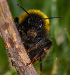 Selective focus shot of a bee on a wooden stick