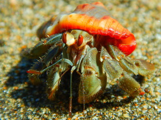 Costa Rica Pacific Sea Life