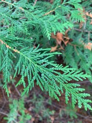 Spruce leaf 